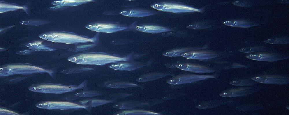 Fiskstim