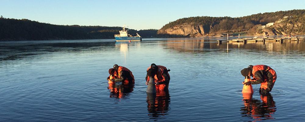 Bild som visar tre personer med vattenkikare i havsvik.