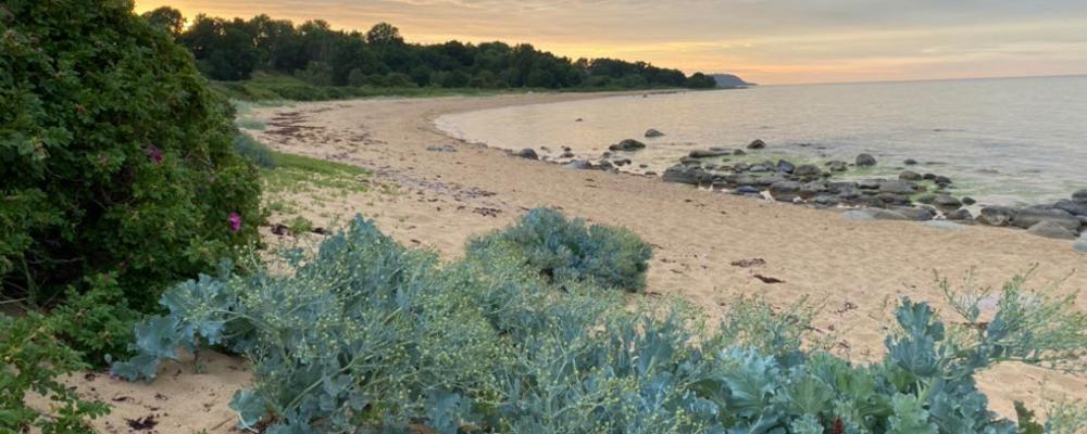 Strandkål på skånsk strand