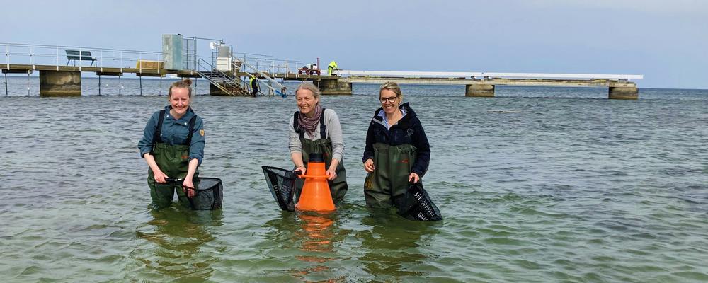 Pedagoger som håvar i havet