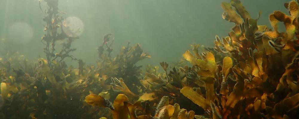 Bild som visar blåstång i havet, Gotland