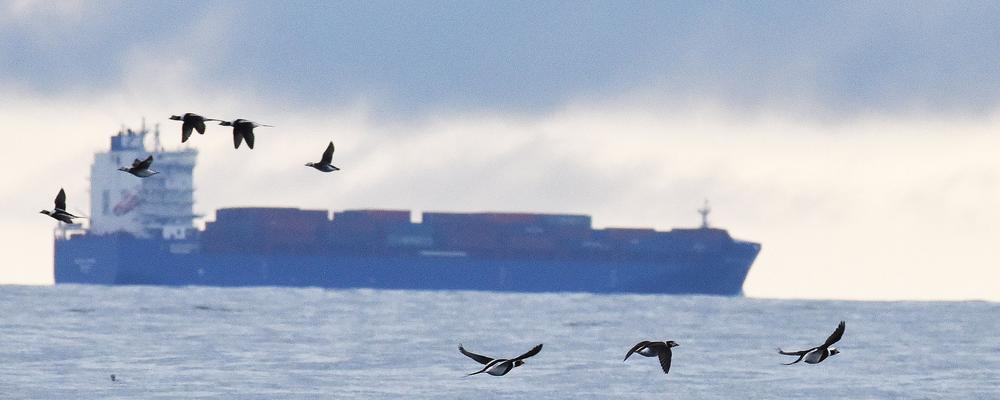 Fartyg som passerar genom skyddat område där den globalt hotade alfågeln övervintrar