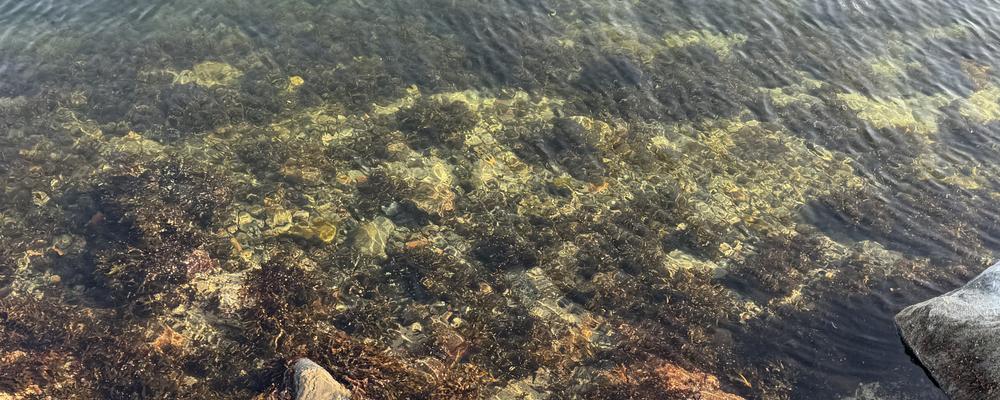 Bild som visar klart vatten och sten Dalarö, Haninge