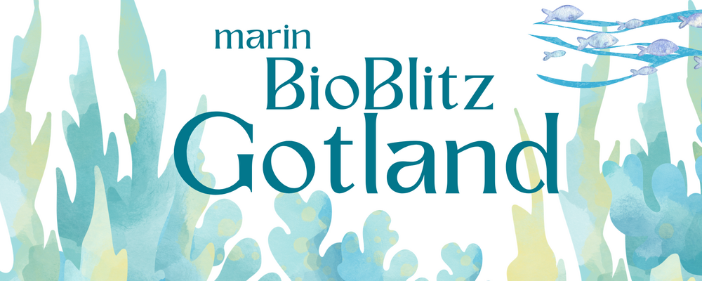 Evenemanget Marin BioBlitz på Gotland på Östersjödagen 2026.