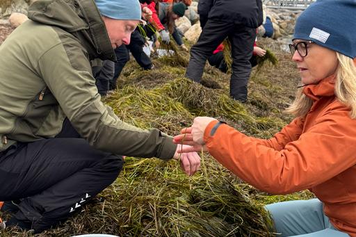 bild som visar insamling av ålgräs, strand Malmö